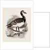 Bernicle Goose by Anonymous