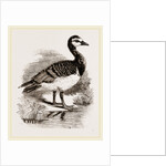 Bernicle Goose by Anonymous
