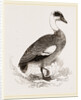 Egyptian Goose by Anonymous