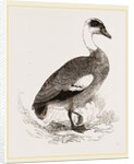 Egyptian Goose by Anonymous