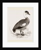 Egyptian Goose by Anonymous