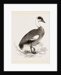 Egyptian Goose by Anonymous