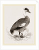 Egyptian Goose by Anonymous