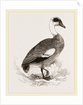 Egyptian Goose by Anonymous