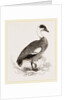 Egyptian Goose by Anonymous