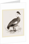 Egyptian Goose by Anonymous