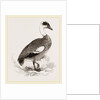 Egyptian Goose by Anonymous