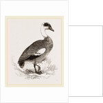 Egyptian Goose by Anonymous