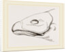 Bill of Cereopsis Goose by Anonymous