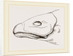Bill of Cereopsis Goose by Anonymous