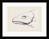 Bill of Cereopsis Goose by Anonymous
