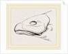 Bill of Cereopsis Goose by Anonymous