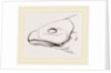 Bill of Cereopsis Goose by Anonymous