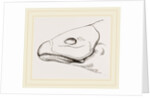 Bill of Cereopsis Goose by Anonymous