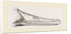 Bill of Merganser by Anonymous