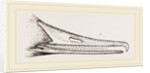 Bill of Merganser by Anonymous