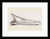 Bill of Merganser by Anonymous