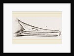 Bill of Merganser by Anonymous