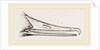 Bill of Merganser by Anonymous