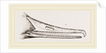 Bill of Merganser by Anonymous