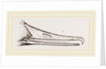 Bill of Merganser by Anonymous