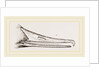 Bill of Merganser by Anonymous