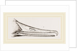 Bill of Merganser by Anonymous