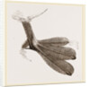 Foot of Grebe by Anonymous