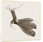 Foot of Grebe by Anonymous