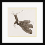 Foot of Grebe by Anonymous