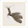 Foot of Grebe by Anonymous
