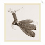 Foot of Grebe by Anonymous