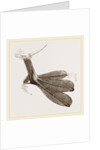 Foot of Grebe by Anonymous