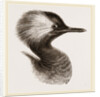 Head of Grebe by Anonymous