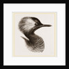 Head of Grebe by Anonymous