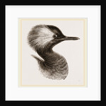 Head of Grebe by Anonymous