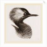 Head of Grebe by Anonymous