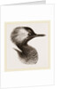 Head of Grebe by Anonymous