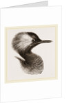 Head of Grebe by Anonymous