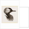 Head of Grebe by Anonymous