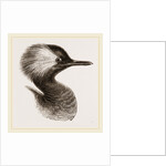 Head of Grebe by Anonymous