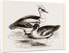 Smews by Anonymous