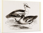 Smews by Anonymous