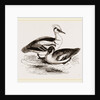 Smews by Anonymous