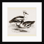Smews by Anonymous