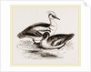 Smews by Anonymous