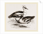 Smews by Anonymous
