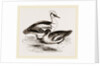 Smews by Anonymous