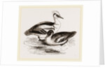 Smews by Anonymous