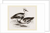 Smews by Anonymous